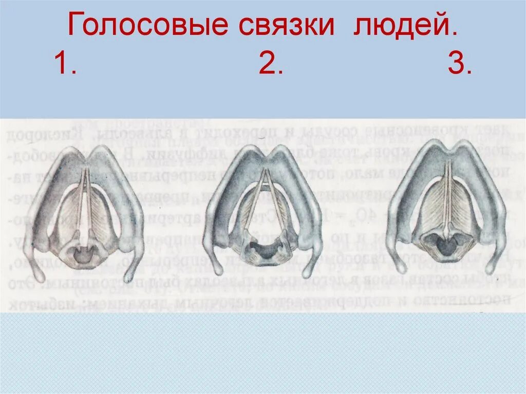 Без голосовых. Голосовые связки рисунок. Голосовые связки у человека. Голосовые связки в зависимости от их состояния.