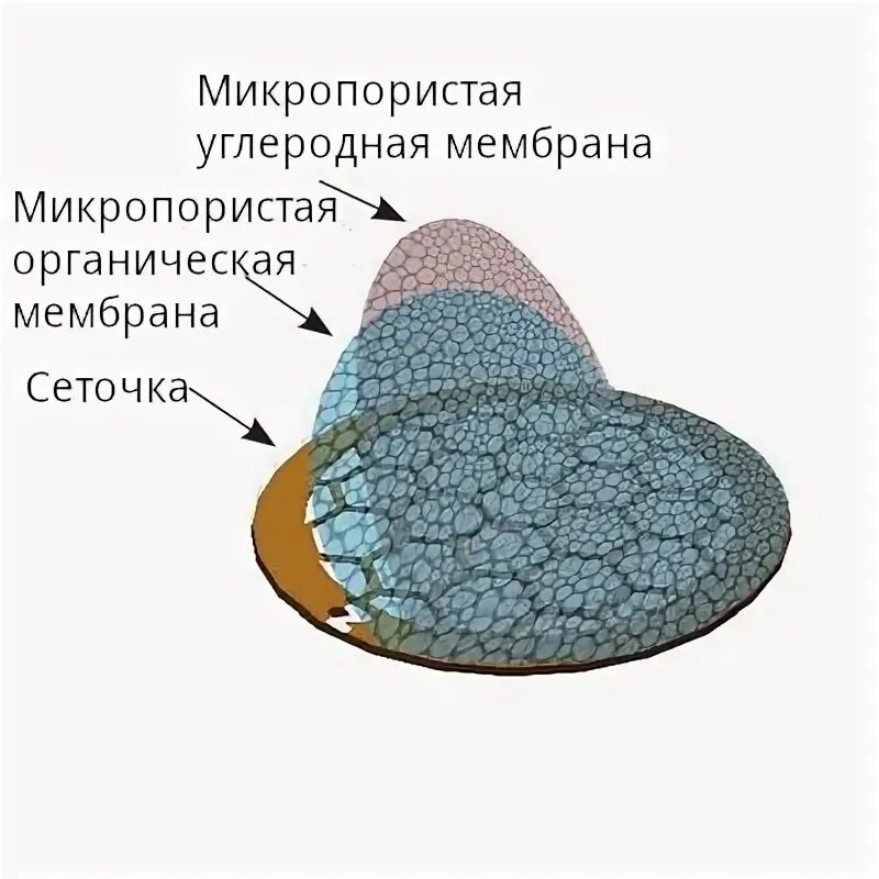 Слой покрывающий легкие