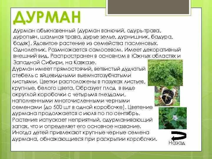 Дурман диман текст. Дурман ядовитое растение описание. характеристики растения дурман обыкновенный. дурман обыкновенный ядовитое растение описание. дурман место обитания.