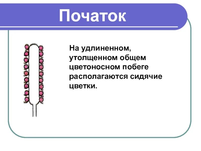 Простой початок. Соцветие початок. Соцветие початок примеры. Строение соцветия початок. Описание соцветия початок.