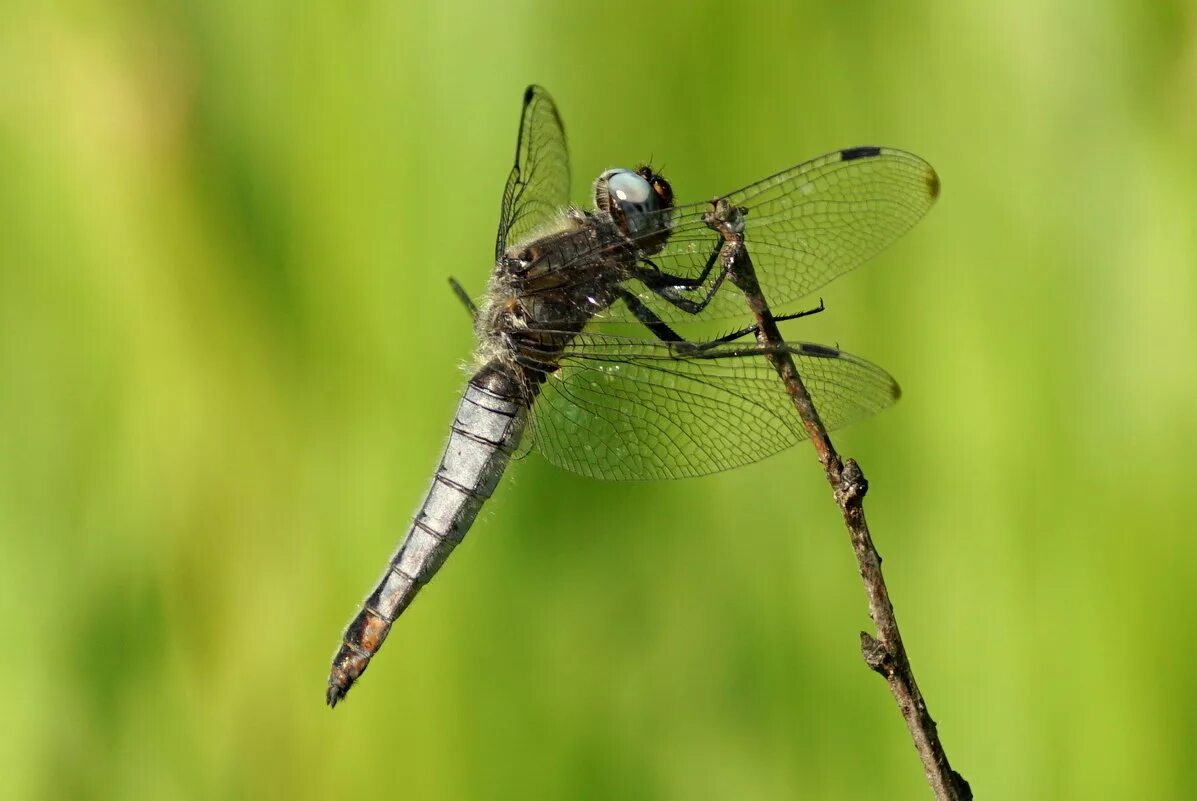 Anisozygoptera стрекоза. Orthetrum albistylum. Стрекоза коромысло размножение. 2. Стрелка изящная стрекоза.