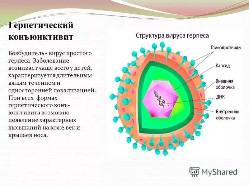 Вирус простого герпеса. Возбудитель вируса простого герпеса 2. Вирус простого герпеса 1 типа возбудитель. Герпетический вирусный конъюнктивит. Вирусный конъюнктивит вирус герпеса.