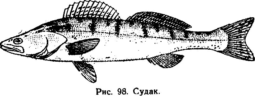 Окуневая рыба 4 буквы. Плавники судака. Судак рыба. Темный Судак. Судак рыба вид сверху.