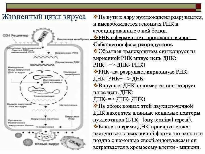 Последовательность жизненного цикла вирусов. Жизненный цикл вируса схема. Жизненный цикл вируса ВИЧ. Цикл развития вируса ВИЧ. Жизненный цикл ретровирусов.