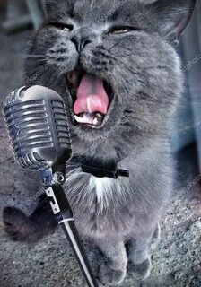 4 singing cats