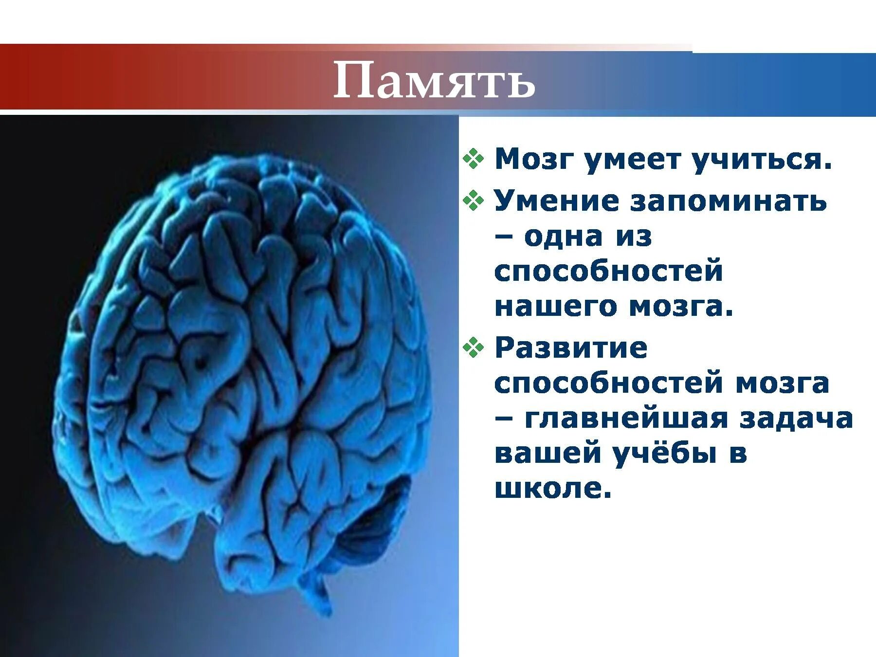 Презентации на тему мозга. Мозг память. Интересные факты о головном мозге. Сообщение про мозг человека.