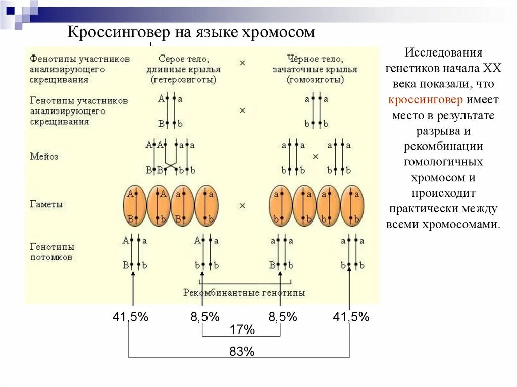 Наследование при полном сцеплении генов. Сцепленное наследование генов и кроссинговер. Сцепленное наследование с кроссинговером. Кроссинговер при сцепленном наследовании. Сцепленное наследование скрещивание.