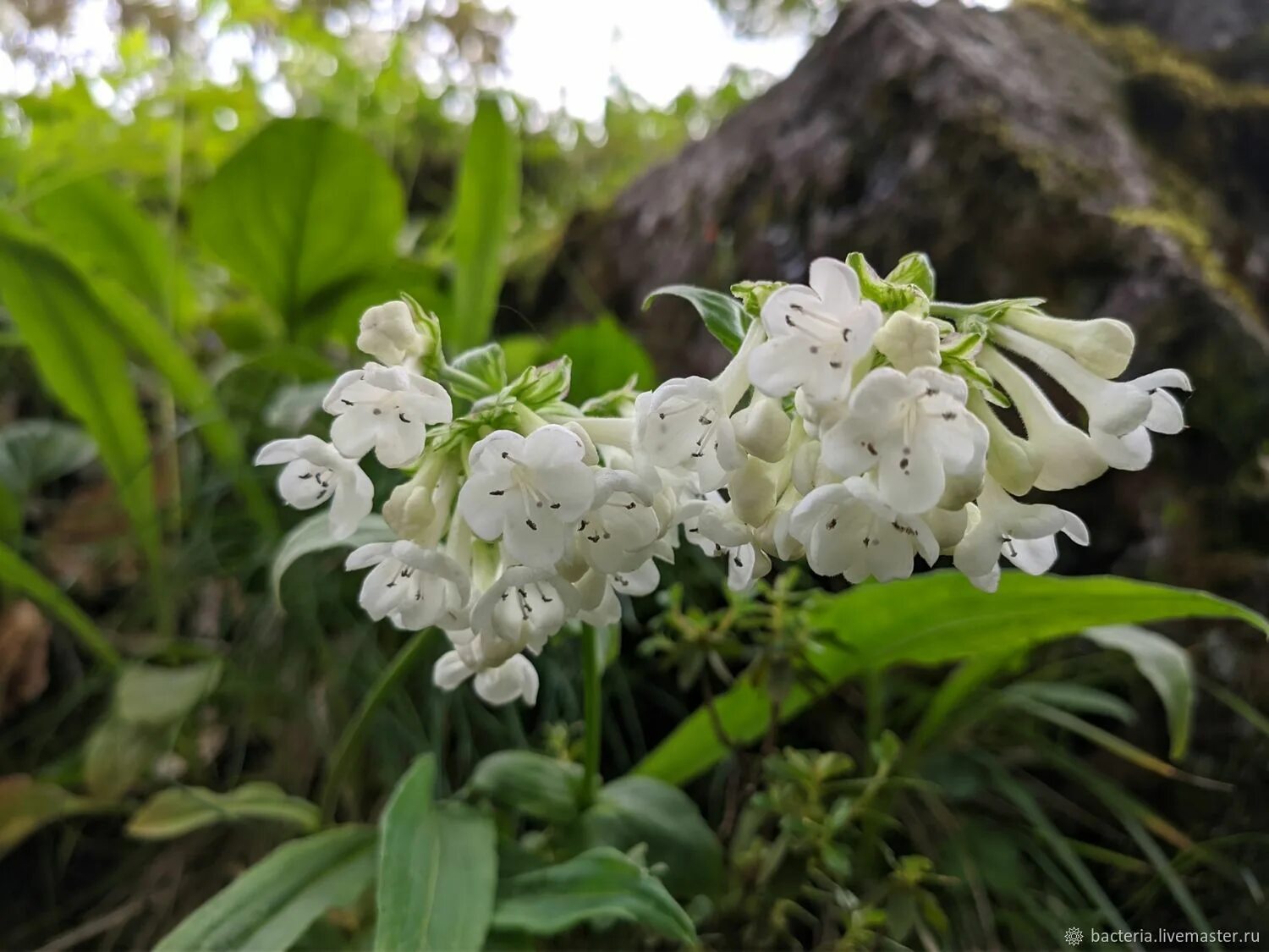 Нард масло. Nardostachys Jatamansi. Нард эфирное масло. Nardostachys Jatamansi масла. Нардовый цветок фото.