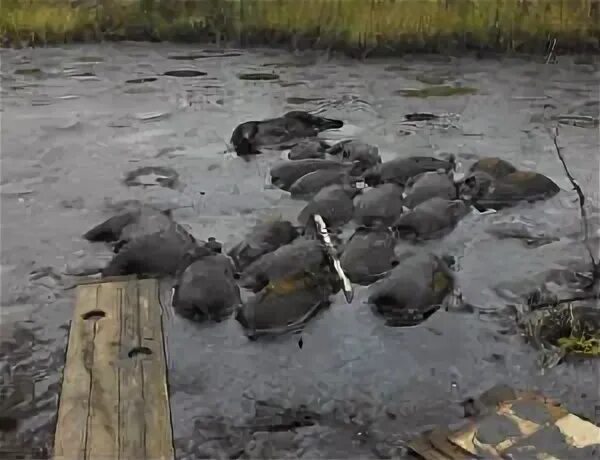 Кабан секач приморский край. Кабан вепрь секач. Фауна сочинского национального парка. 20 кабанов. Дикая свинья.