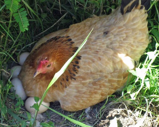 К чему снится куриное гнездо. Наседка курица высиживает яйца. Курица высиживает цыплят. Курочка наседка. Курица Квочка.