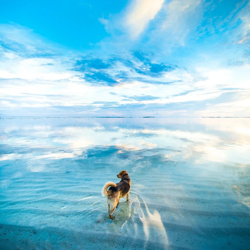 Фотограф Andrew Smith. Собака на море. Собака на берегу моря. Собака на фоне моря. Собака и ее душа