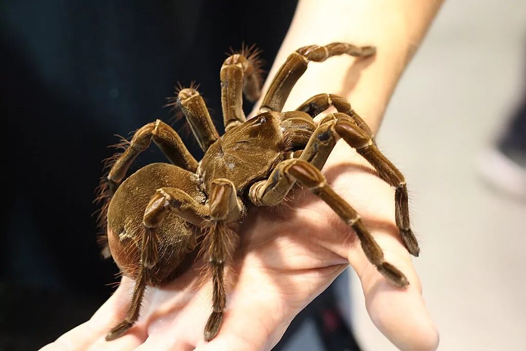 Theraphosa blondi. Theraphosa blondi. птица голиаф. терафоза паук. Theraphosa blondi.