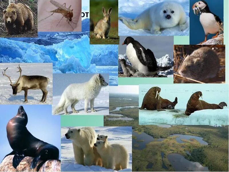 Природа умеренных и полярных поясов. Животные холодного пояса. Животные полярного пояса. Субарктический животный мир. Животный мир арктического пояса.