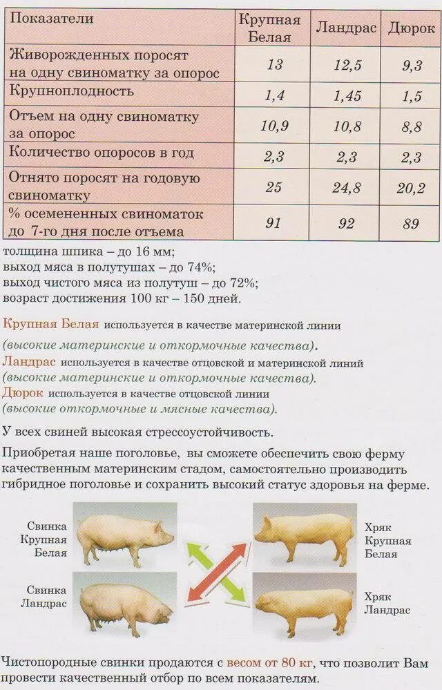 Таблица свиней живым весом. Таблица корма для поросят по месяцам таблица. Таблица откорма молодняка свиней. Схема откорма поросят. Таблица кг корма свиней.