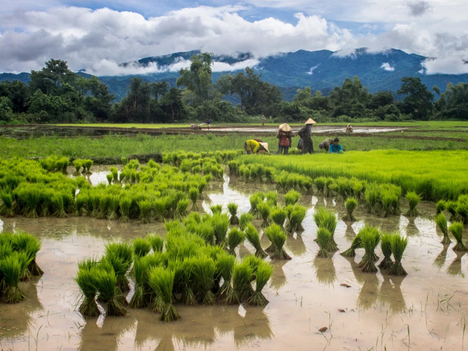 Лаос особенности страны. Рисовые поля Лаос. Лаос земледелие. Камбоджия рисовые поля. Вьетнам Лаос Камбоджа.