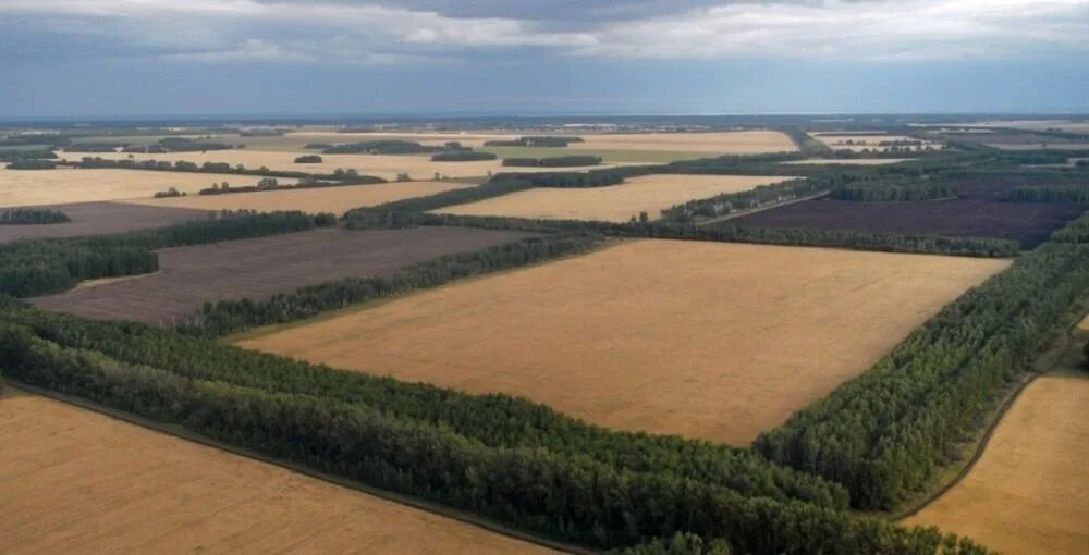 Почему урожай на полях защищенных лесополосами особенно. Агролесомелиорация мелиорация. Полезащитные Лесные насаждения Алтайского края. Полезащитные Лесные полосы. Защитные лесополосы.