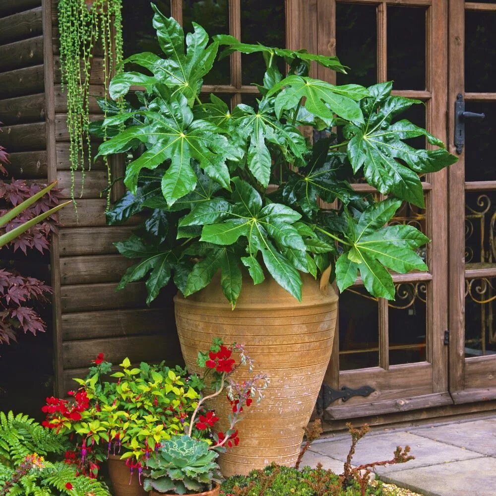 Фатсия. Фатсия Джапоника. Фатсия Японика цветок. Fatsia japonica (фатсия, Аралия).