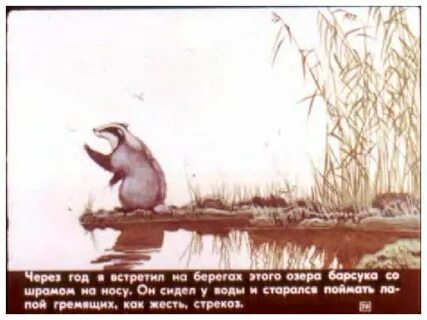 Барсучий нос время года
