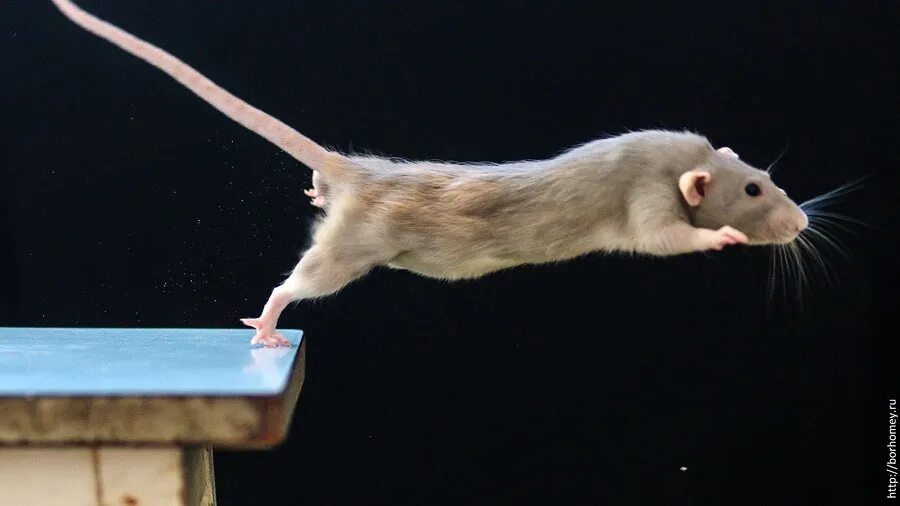 Крыса прыгает. Мышь прыгает. Крыса бежит. Крыса в прыжке.