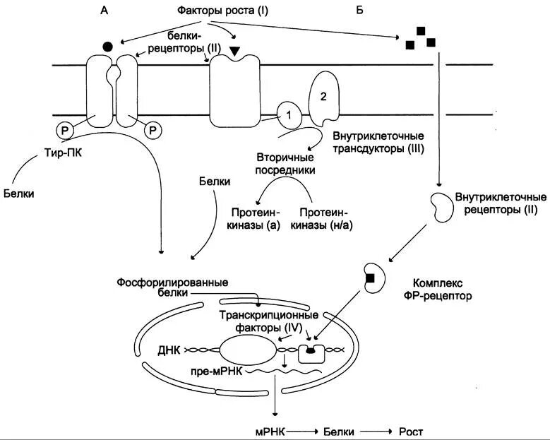 Фактор роста гормон. Мембранные рецепторы и внутриклеточная передача сигнала. Рецепторы гормонов схема. Схема мембранно внутриклеточного действия гормонов. Механизм действия гормонов (рецепторы, посредники).