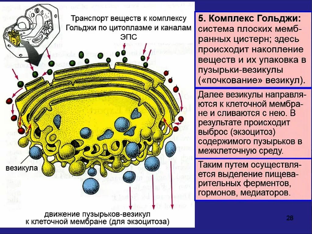 Гольджи ферменты. Везикулы комплекс Гольджи. Пузырьки комплекса Гольджи. Экзоцитоз аппарат Гольджи. Везикулы образует комплекс Гольджи.