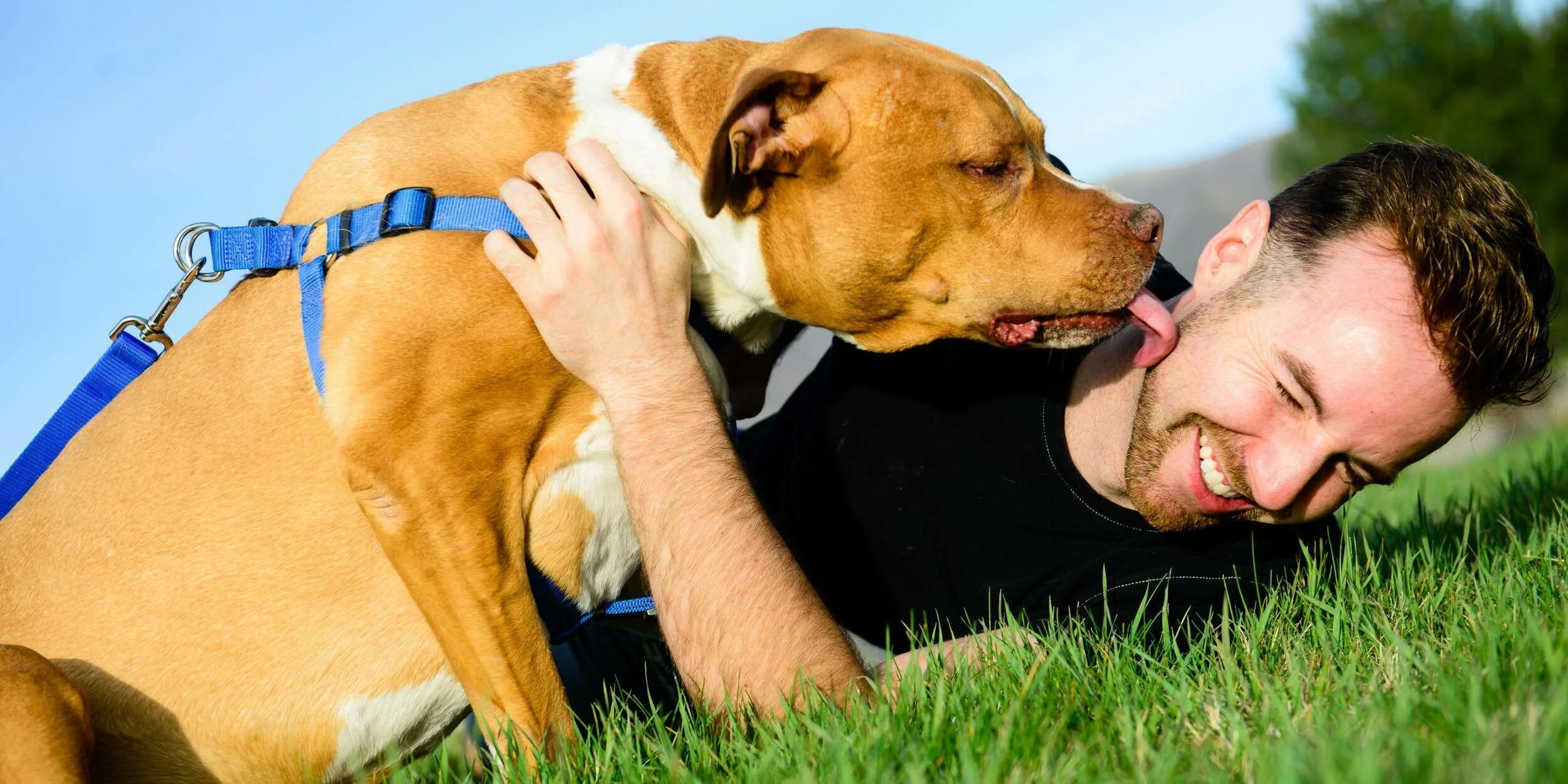 Собачий поцелуй. Собака лижет. Собака облизывает. Собака вылизывается. Ласка собака.