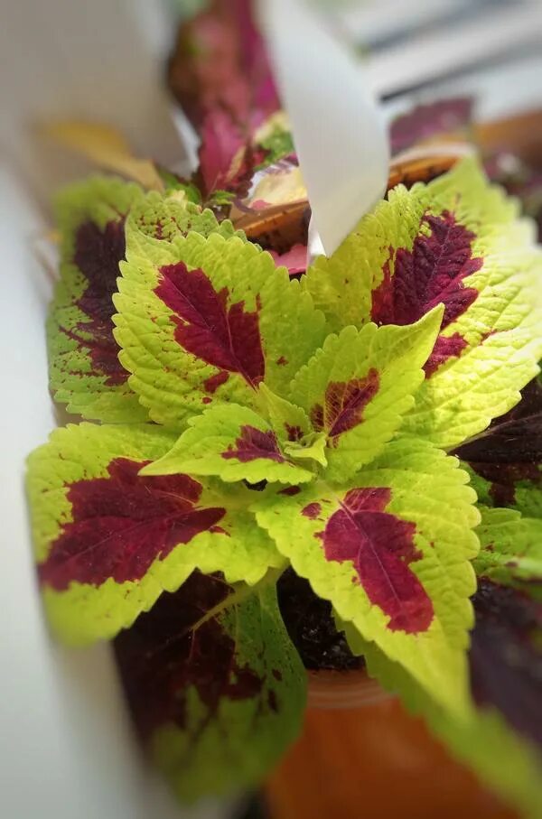 Колеус гибридный "Эль Брайто" (Coleus hybridus "El Brighto") - смотреть онлайн к