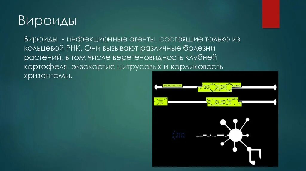 Вироиды. Вироиды растений. Вироиды болезни. Болезни вызванные вироиды.