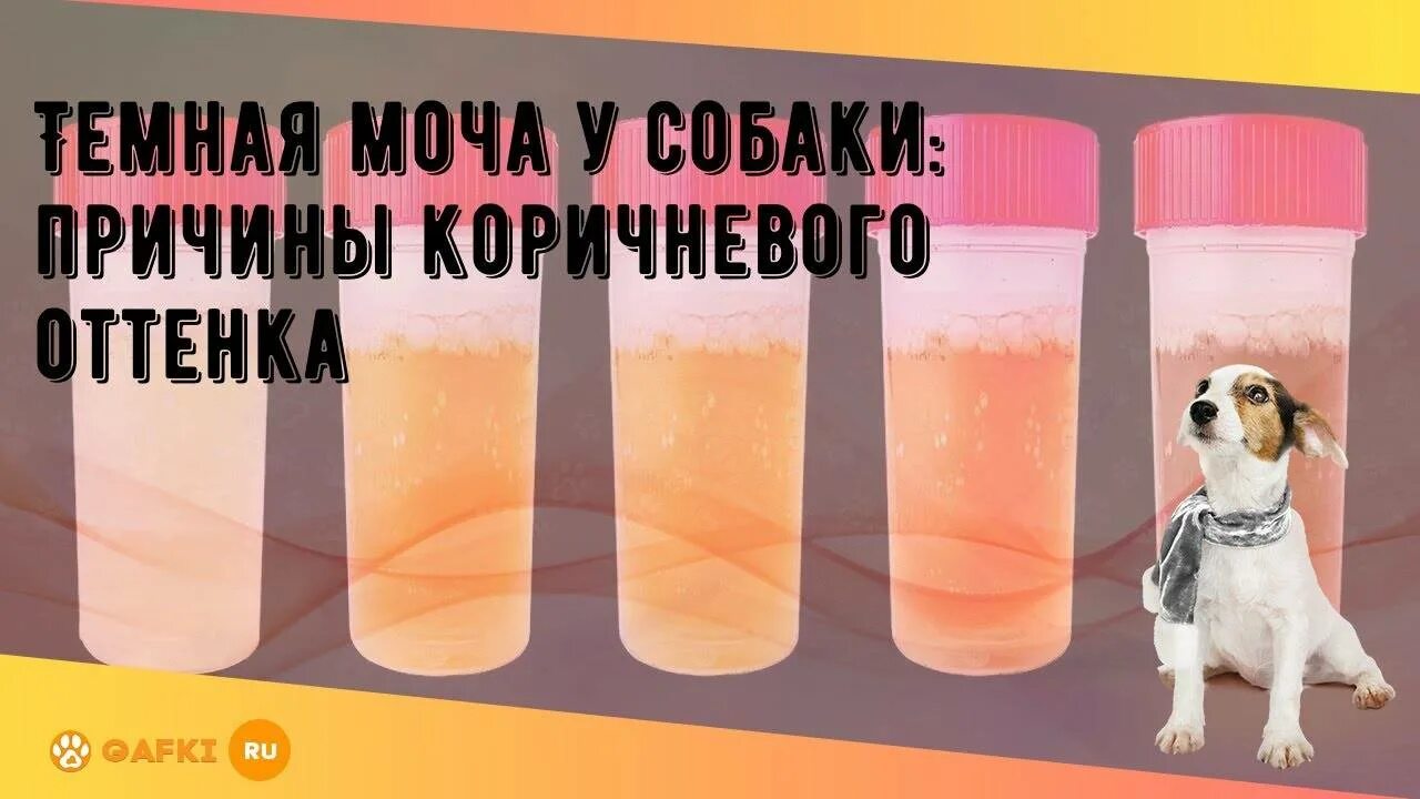 Собака пахнет мочой. У собаки тёмная моча причины. Красно коричневая моча у собаки.