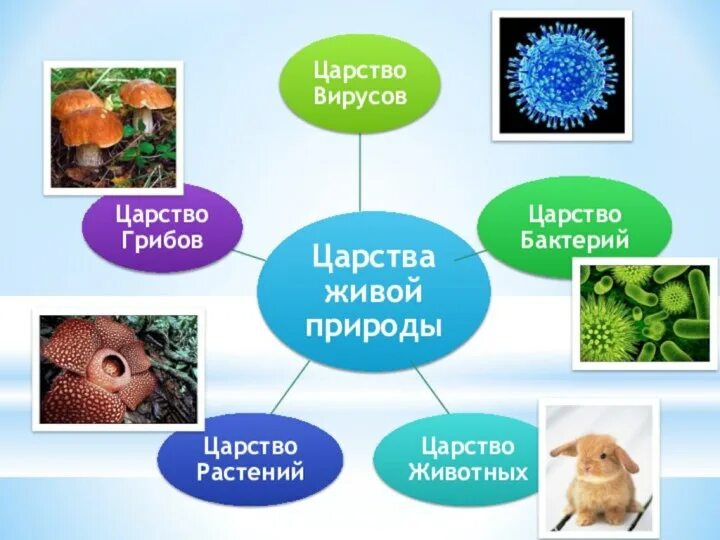 Представитель царства живых организмов. Царство животных царство растений царство грибов царство бактерий. Окружающий мир царства живой природы. Биология царства живой природы. Царства живой природы схема.