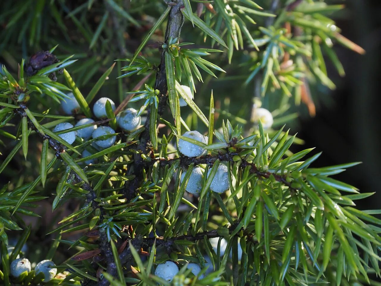 можжевельник казацкий ягоды. можжевельник казацкий грин карпет. можжевельник нижний новгород. можжевельник нижний новгород. можжевельник нижний новгород.