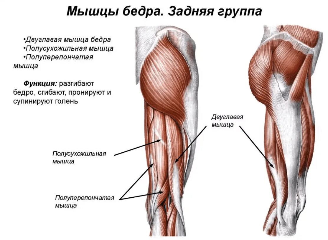 Мышцы приводящие в движение. Анатомия мышц задней поверхности бедра человека. Задняя группа мышц бедра анатомия. Полусухожильная мышца бедра функции. Полусухожильная мышца бедра анатомия.