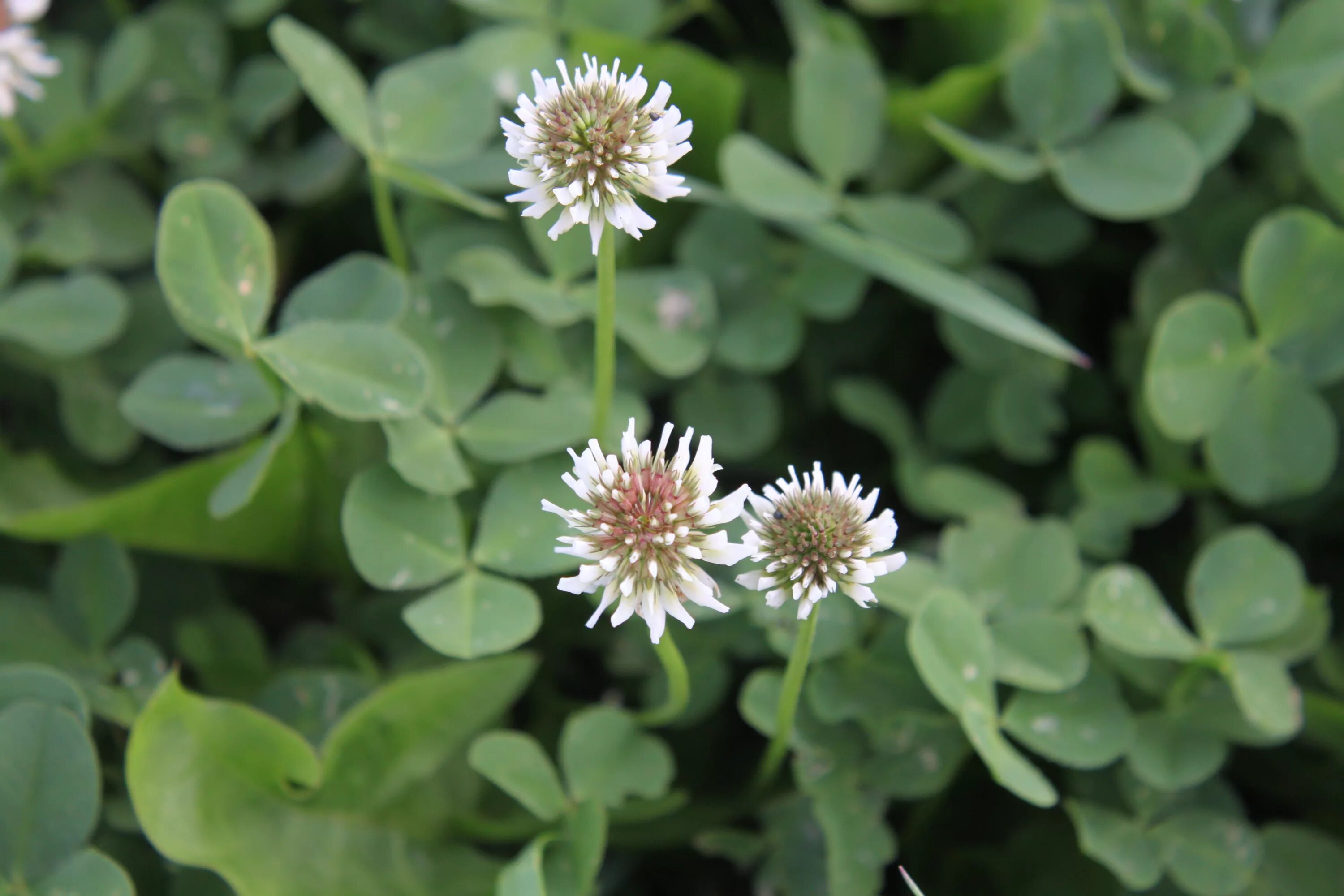 Клевер какая почва. Клевер ползучий (Trifolium repens). Клевер Средиземноморский. Ирландский Клевер цветет. Клевер ползучий фиолетовый.