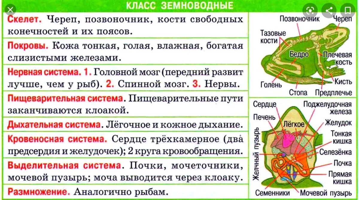 Строение систем органов земноводных. Внешнее строение земноводных 7 класс биология таблица. Класс земноводные система органов органы функции. Особенности строения систем органов земноводных строение функции. Биология 7 класс основные темы