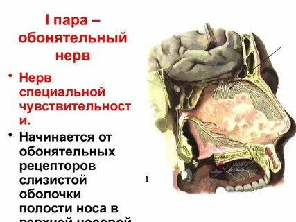 Рецепторы обонятельного нерва
