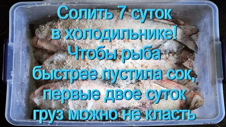 Как посолить леща для сушки