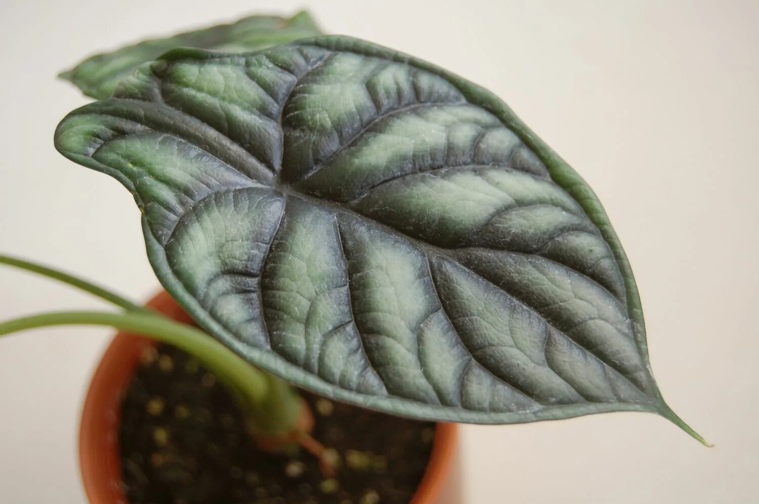 Alocasia pink dragon/алоказия пинк дракон. Алоказия дыхание дракона фото. Алоказия дыхание дракона фото. Алоказия пинк дракон. Алоказия пинк драгон.