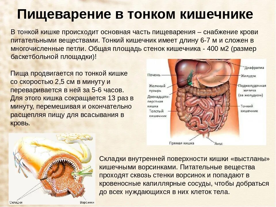 Проблемы с кишечником как лечить