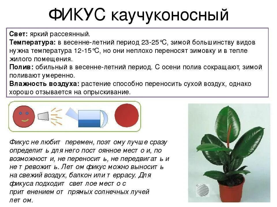 Какие условия нужны фикусу. Фикус Бенджамина rfexerjyjcyjsq. Фикус каучуконосный комнатное растение. Фикус Бенджамина каучуконосный. Цветок фикуса каучуконосного.