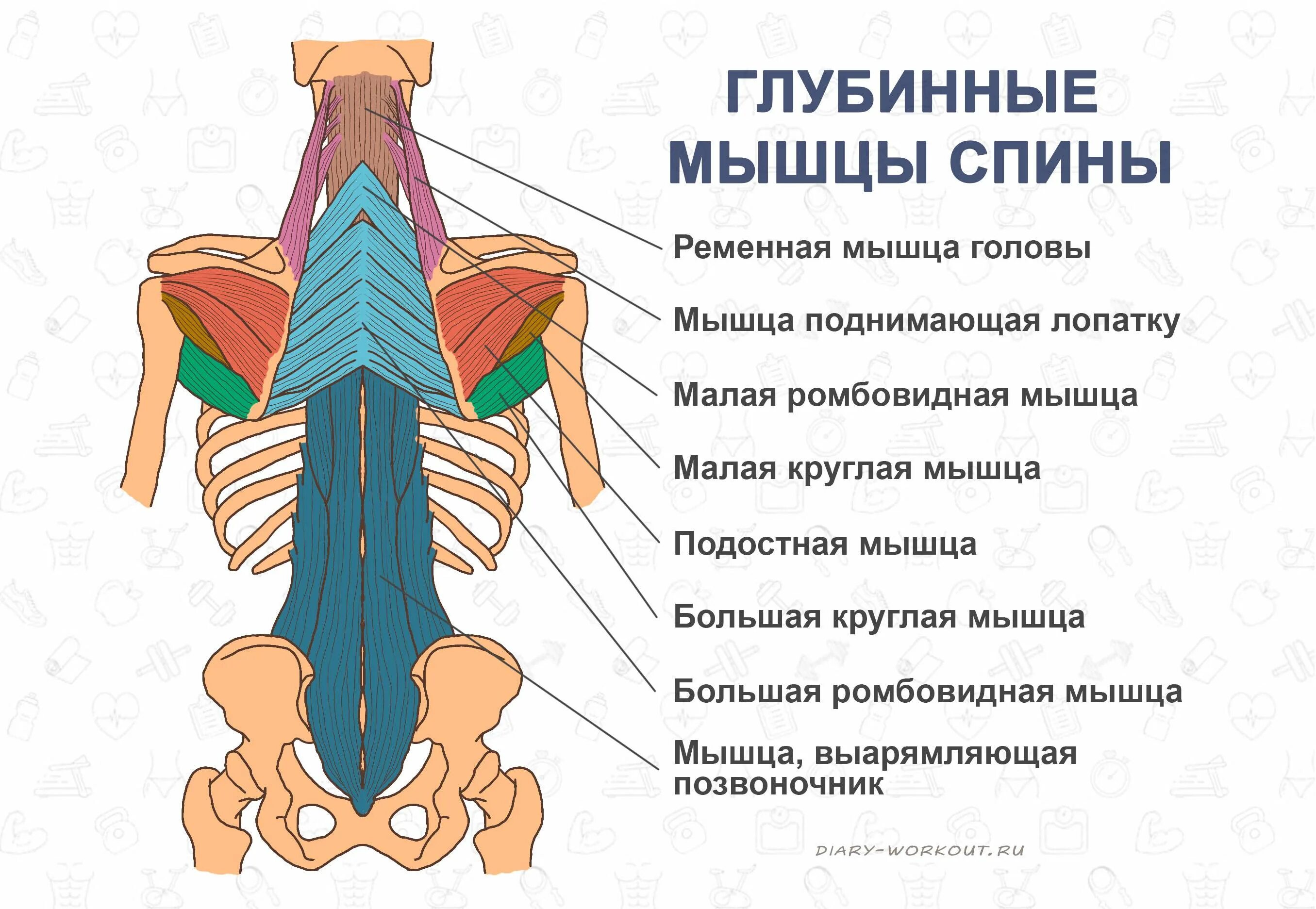 Глубокая поясница. Разгибатели мышц спины и позвоночника. Строение мышц позвоночника. Строение мышц спины поясницы.