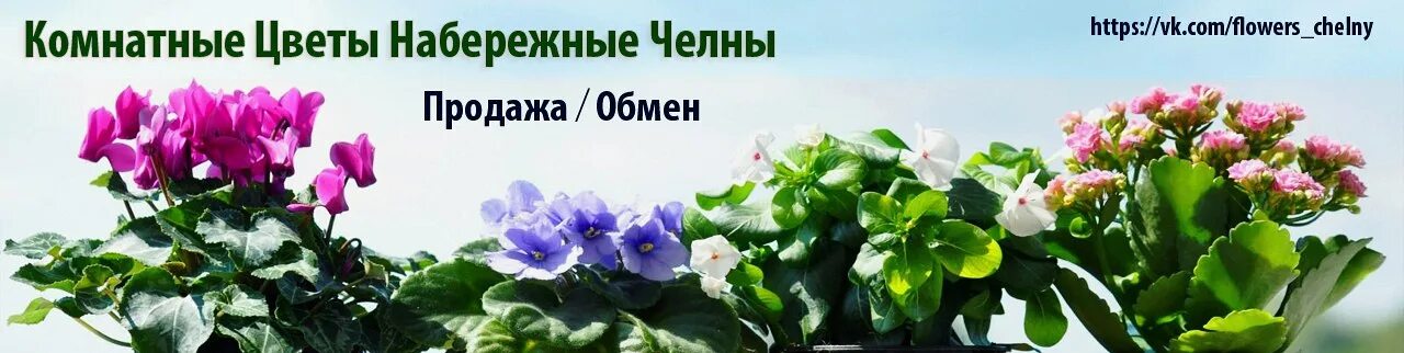 Купить цветы в набережных. Комнатные растения Набережные Челны. Растения Набережных Челнов. Мегастрой Набережные Челны цветы комнатные. Мегастрой комнатные цветы в наб.Челнах.