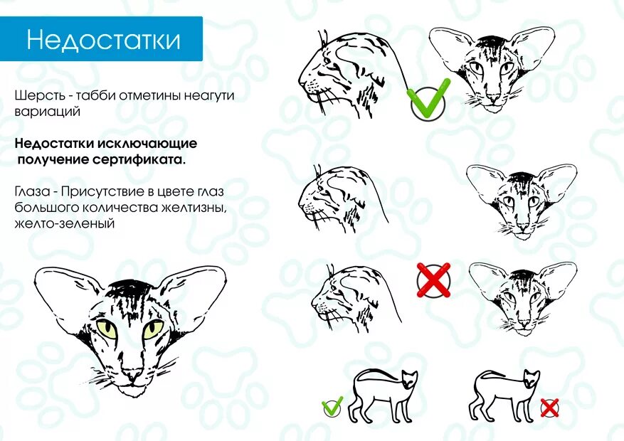Стандарт породы ориентальной кошки. Ориентальная кошка стандарт породы. вес ориентального кота. ориентальная кошка кошка форма ушей. ориентальная короткошерстная кошка.