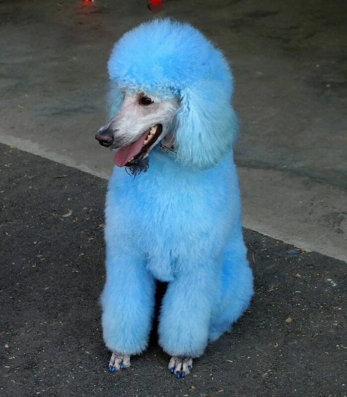 Голубой пудель. Той пудель голубой. Сини пудель. Той пудель голубой. Мини пудель голубой.