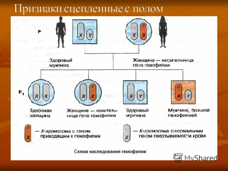 футболка витина жена. женская гена. женская гена. женская гена. гена надпись.