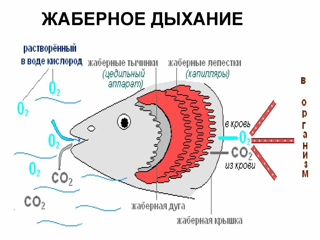 Как дышат рыбы в воде. Дыхательная система рыб схема. Жаберное дыхание схема. Строение жабр костистых рыб. Строение жаберного аппарата костных рыб.