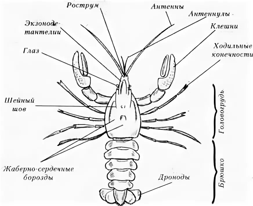 Тело рака разделено