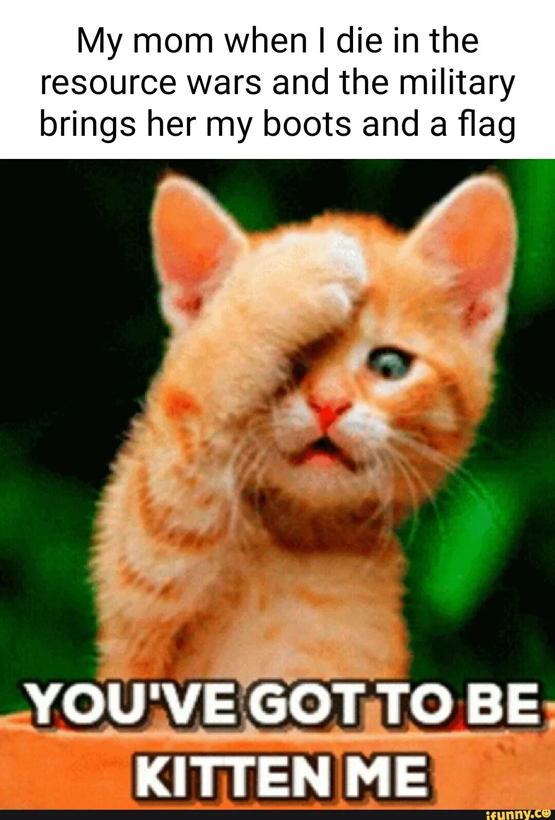 Hi there i ve got a cat