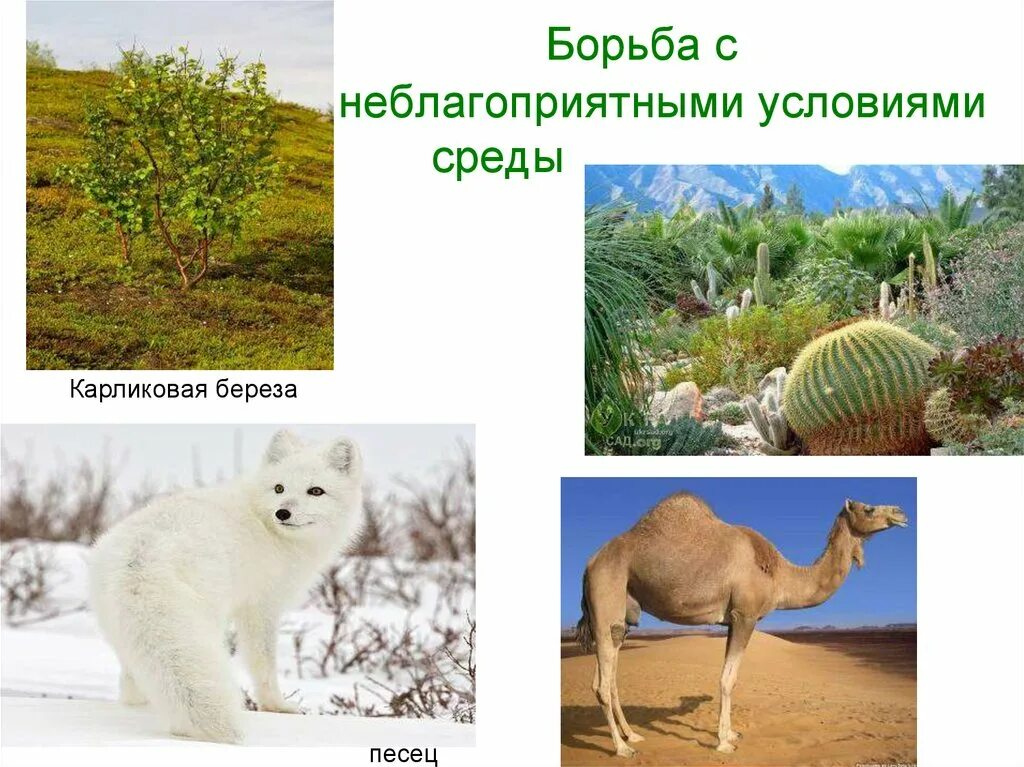 Борьба с неблагоприятными условиями внешней среды. Учение дарвина о естественном. Борьба с неблагоприятными условиями среды. Борьба с неблагоприятными условиями. Борьба с неблагоприятными условиями примеры.