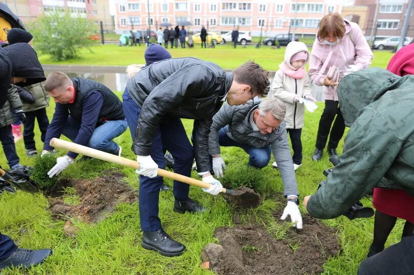 Акция посади дерево. Экологическое дерево. Посади свое дерево акция. Наш лес посади свое дерево 2022 московская область. Экологическая акция высадка деревьев в библиотеках.