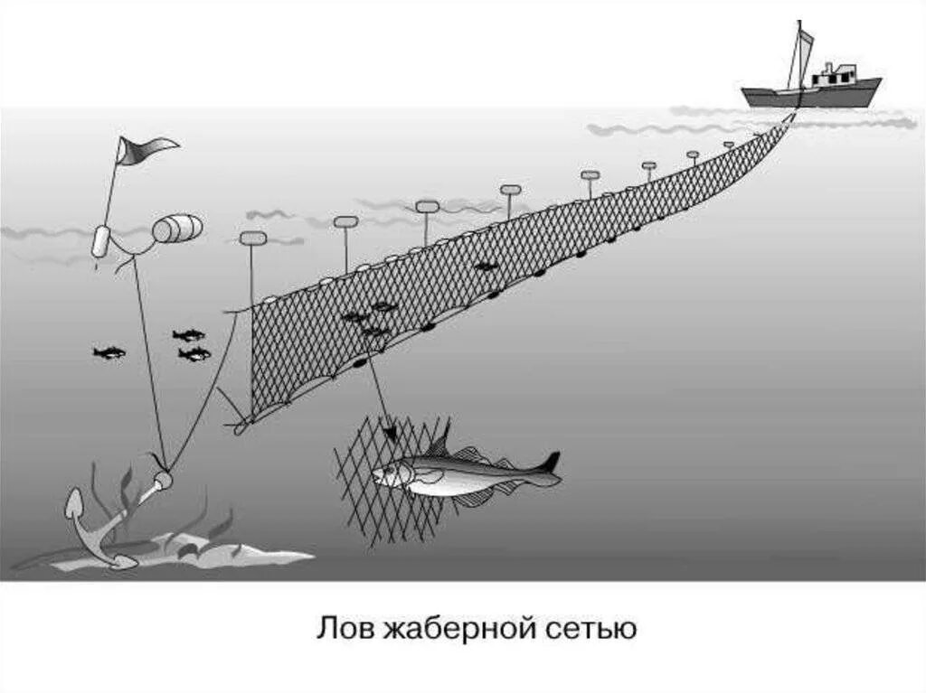 Способы лова. Донные жаберные сети. Лов рыбы дрифтерными сетями. Рыболовная снасть невод. Снасть дорожка рыболовная.